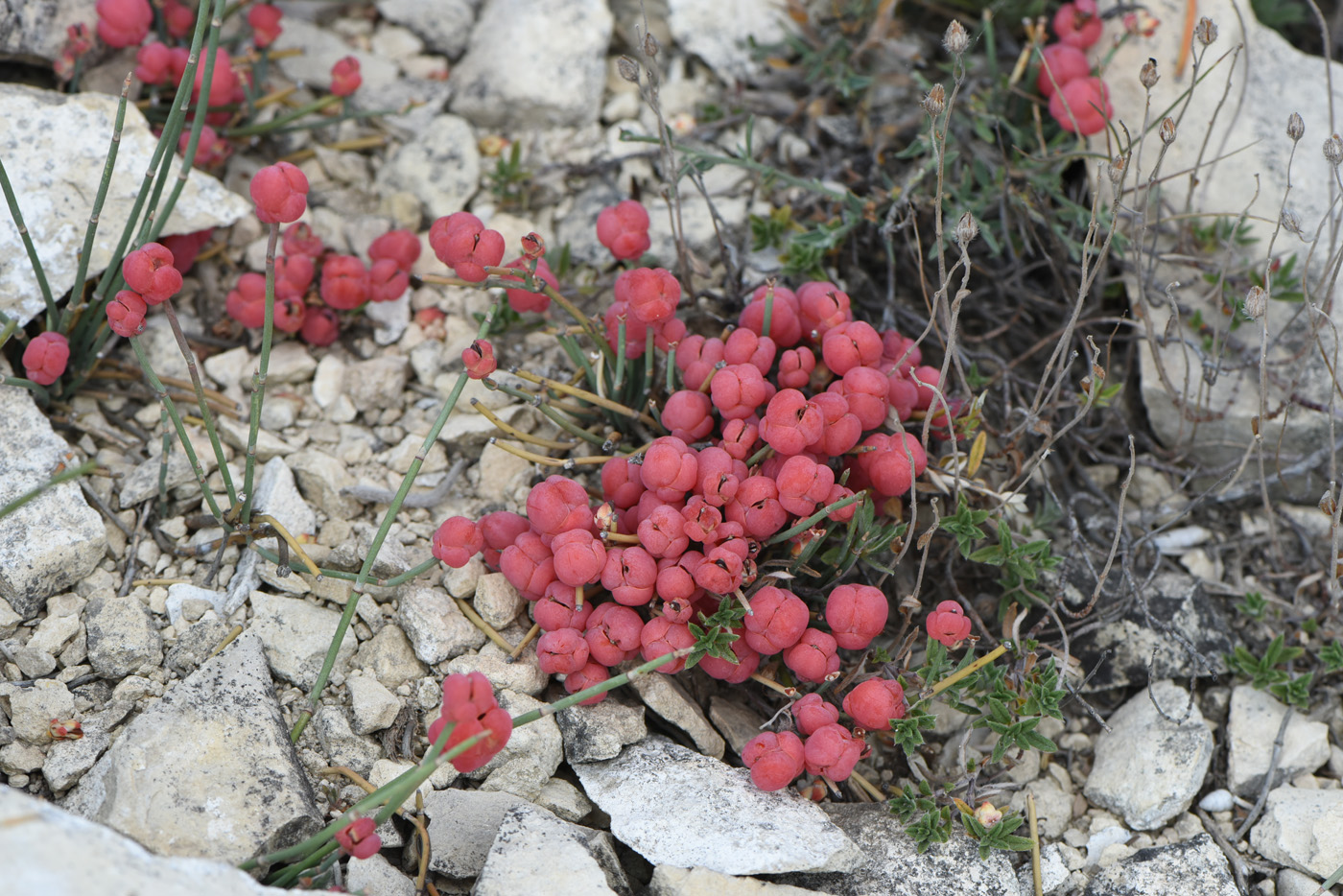 Image of Ephedra distachya specimen.