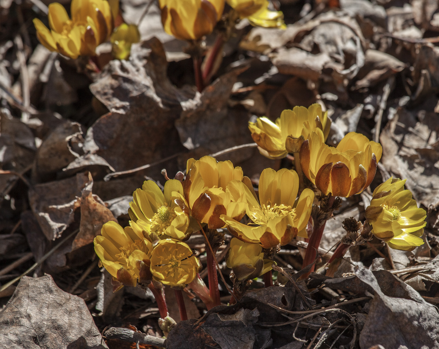 Image of Adonis amurensis specimen.