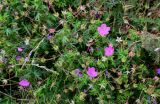 Geranium sanguineum