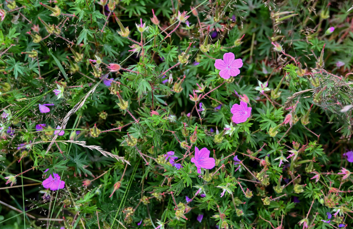 Image of Geranium sanguineum specimen.