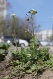 Capsella bursa-pastoris