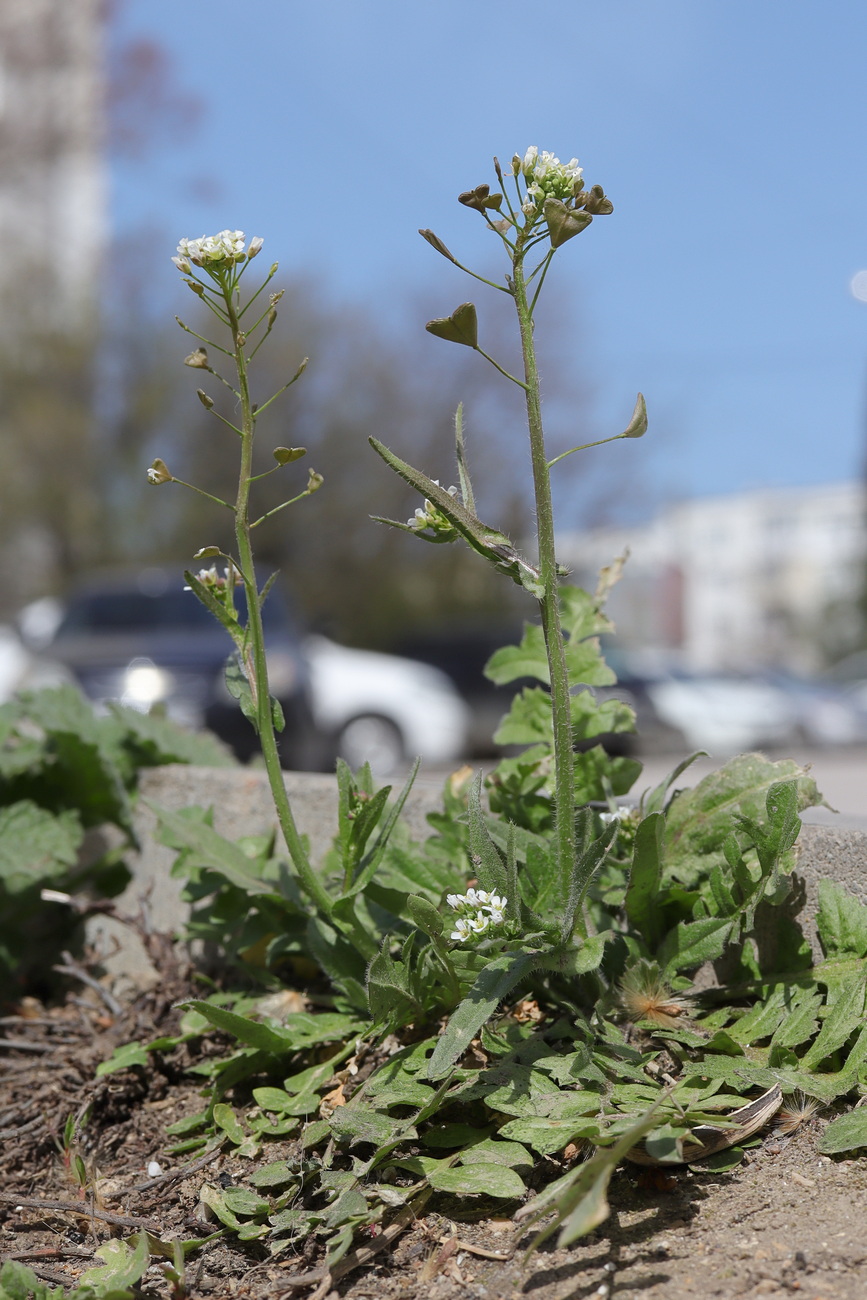 Изображение особи Capsella bursa-pastoris.