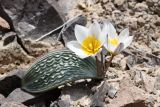 Tulipa regelii