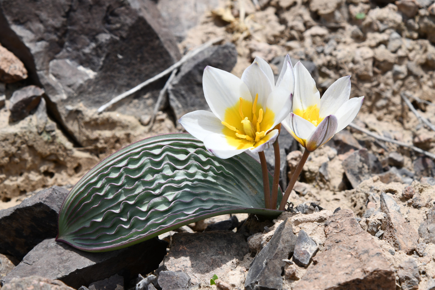 Изображение особи Tulipa regelii.