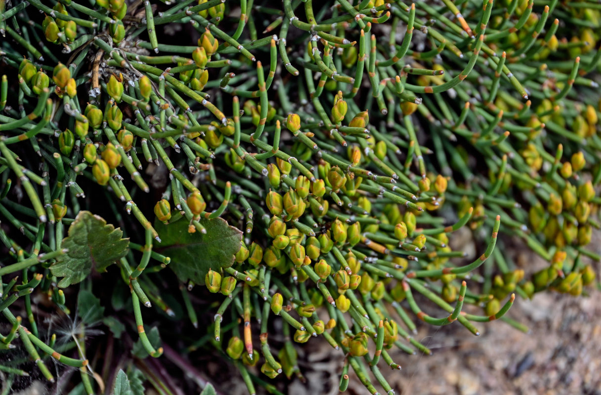 Image of genus Ephedra specimen.