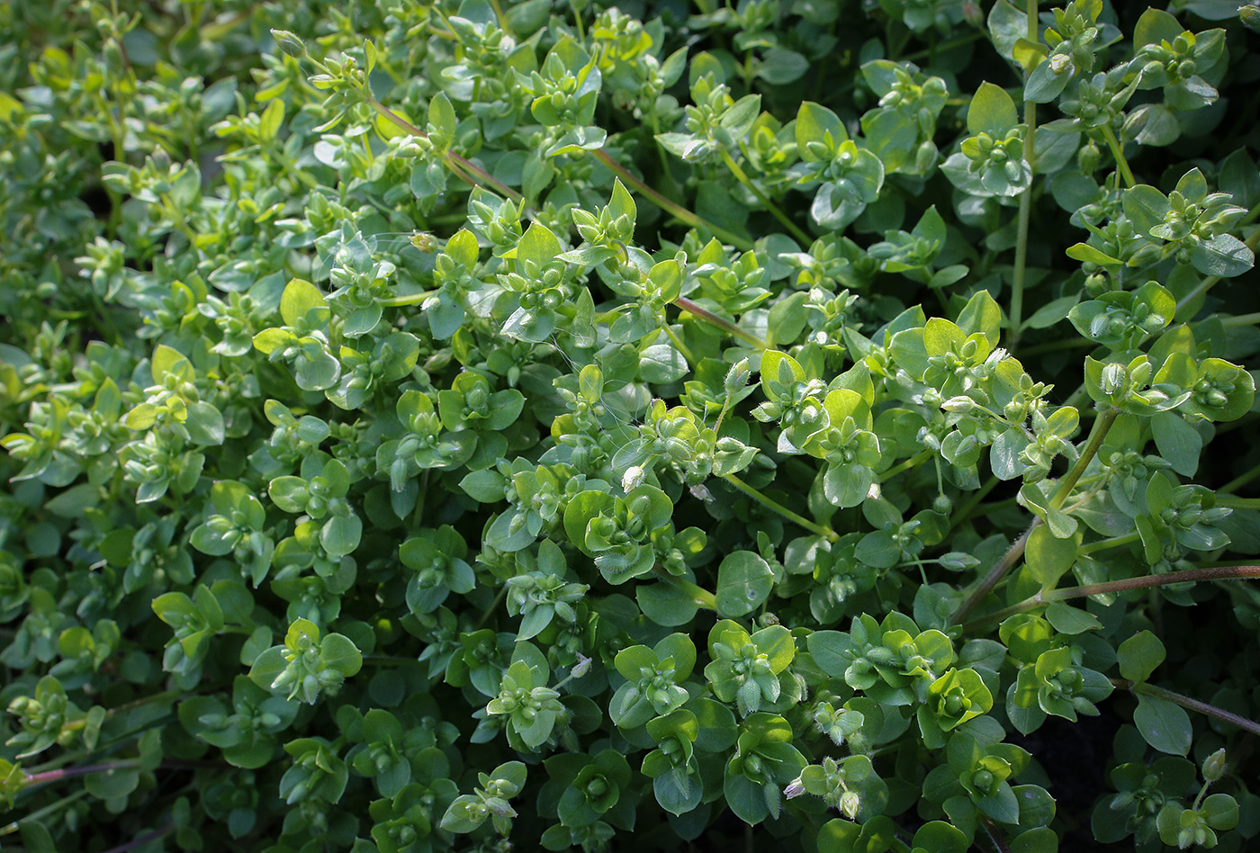 Image of Stellaria media specimen.