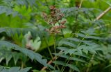 Sorbaria sorbifolia