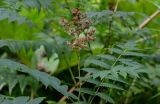 Sorbaria sorbifolia. Верхушка побега с отцветшим соцветием. Сахалин, гор. округ Долинский, долина р. Красноярка, Быковские пороги, опушка смешанного леса. 13.08.2023.