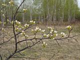 Pyrus ussuriensis. Часть цветущей кроны молодого дерева. Хабаровский край, окр. г. Комсомольск-на-Амуре, зарастающий пустырь. 11.05.2024.