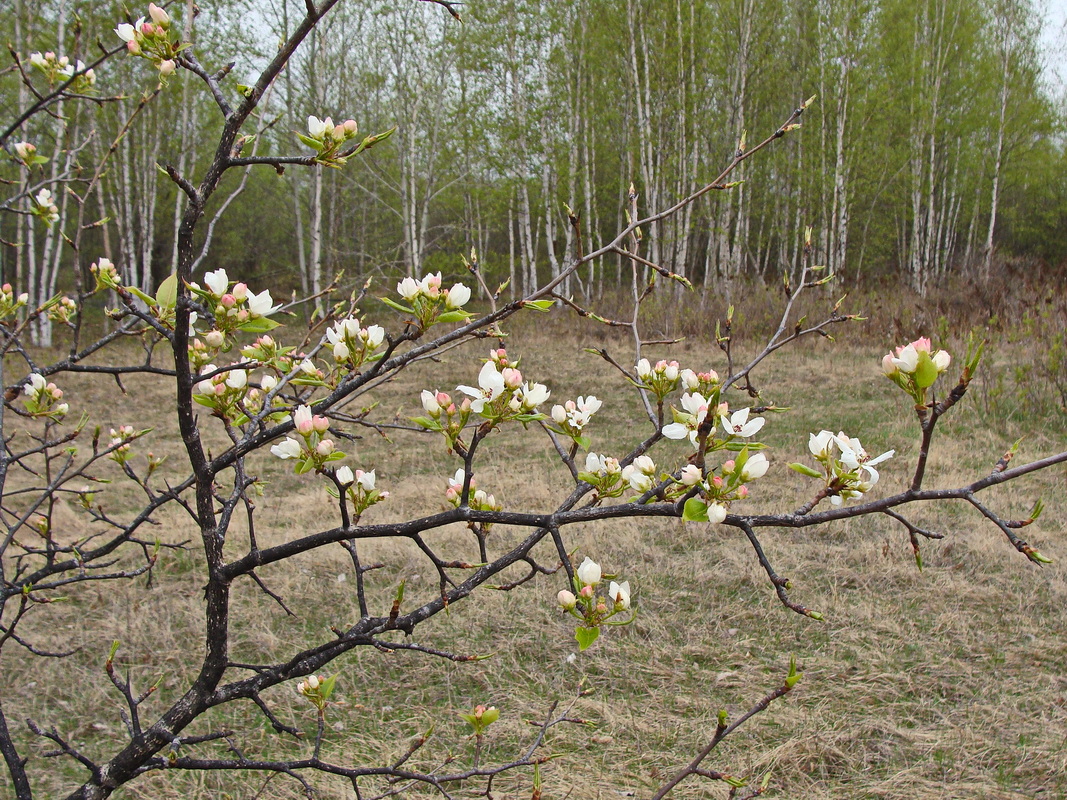 Изображение особи Pyrus ussuriensis.