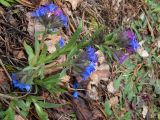 Pulmonaria angustifolia