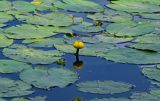 Nuphar lutea