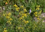 Galium verum
