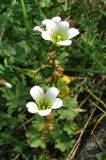 Saxifraga cernua. Верхушки цветущих растений. Полярный Урал, верховья Большой Пайпудыны, горная тундра безымянного перевала. 01.08.2010.