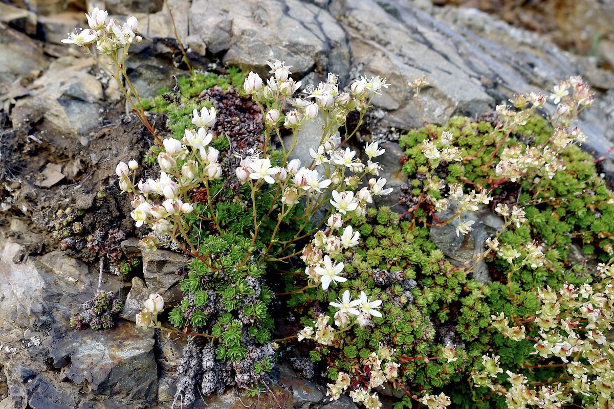Image of Saxifraga cherlerioides specimen.