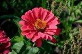 Zinnia elegans