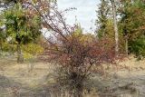 род Crataegus