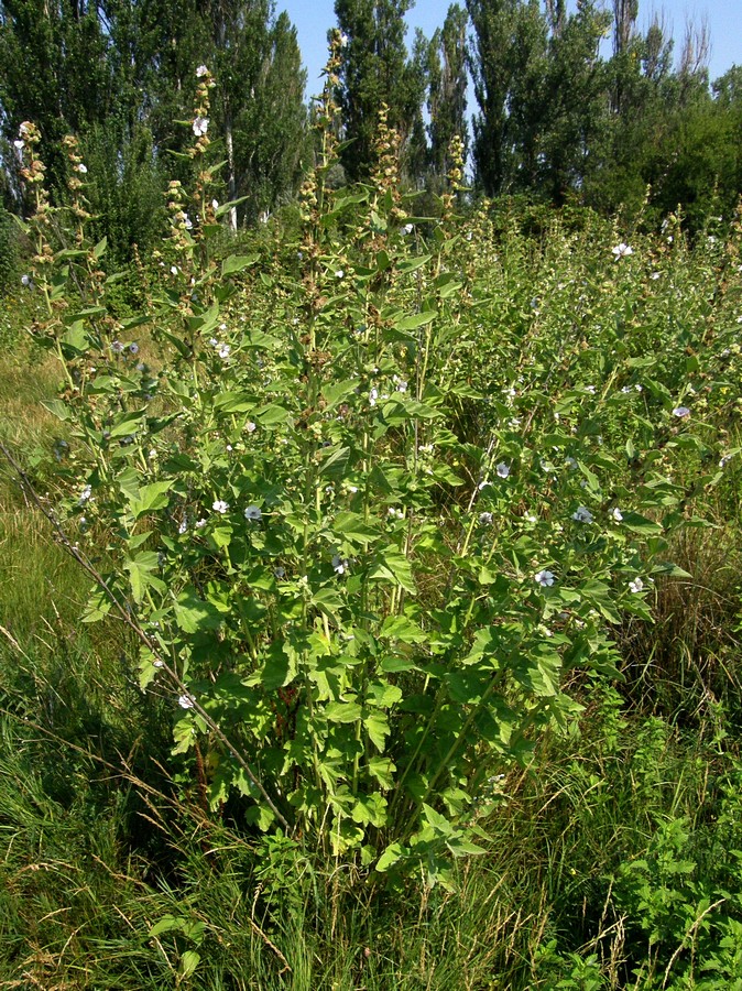 Image of Althaea officinalis specimen.
