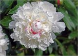 Paeonia lactiflora. Цветок (махровая форма). Московская обл., Раменский р-н, окр. дер. Хрипань, садовый участок. 12.06.2024.