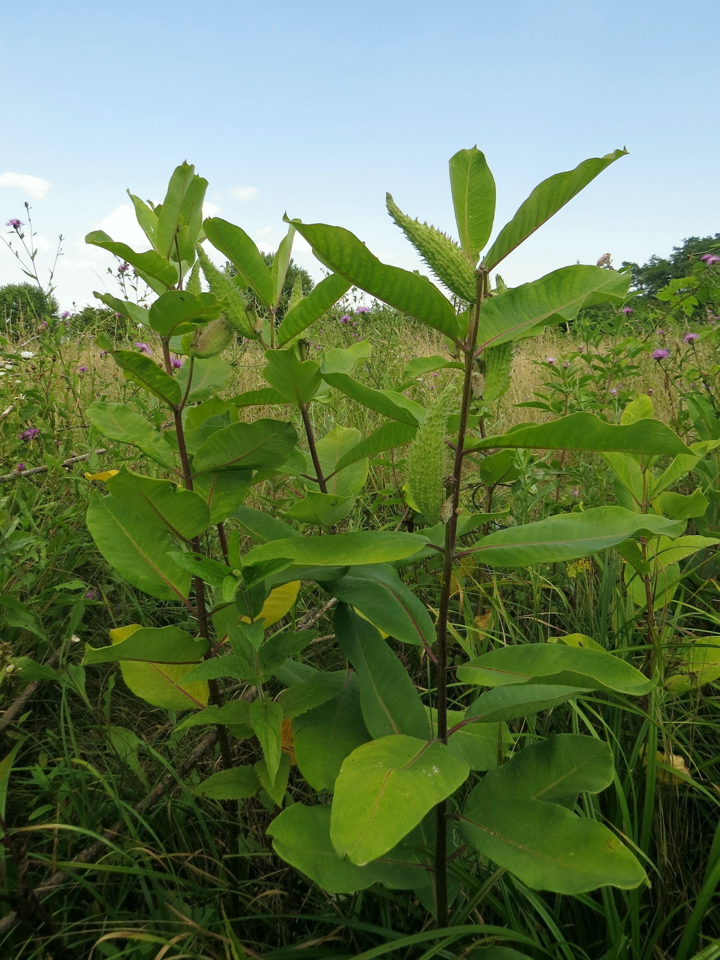 Изображение особи Asclepias syriaca.
