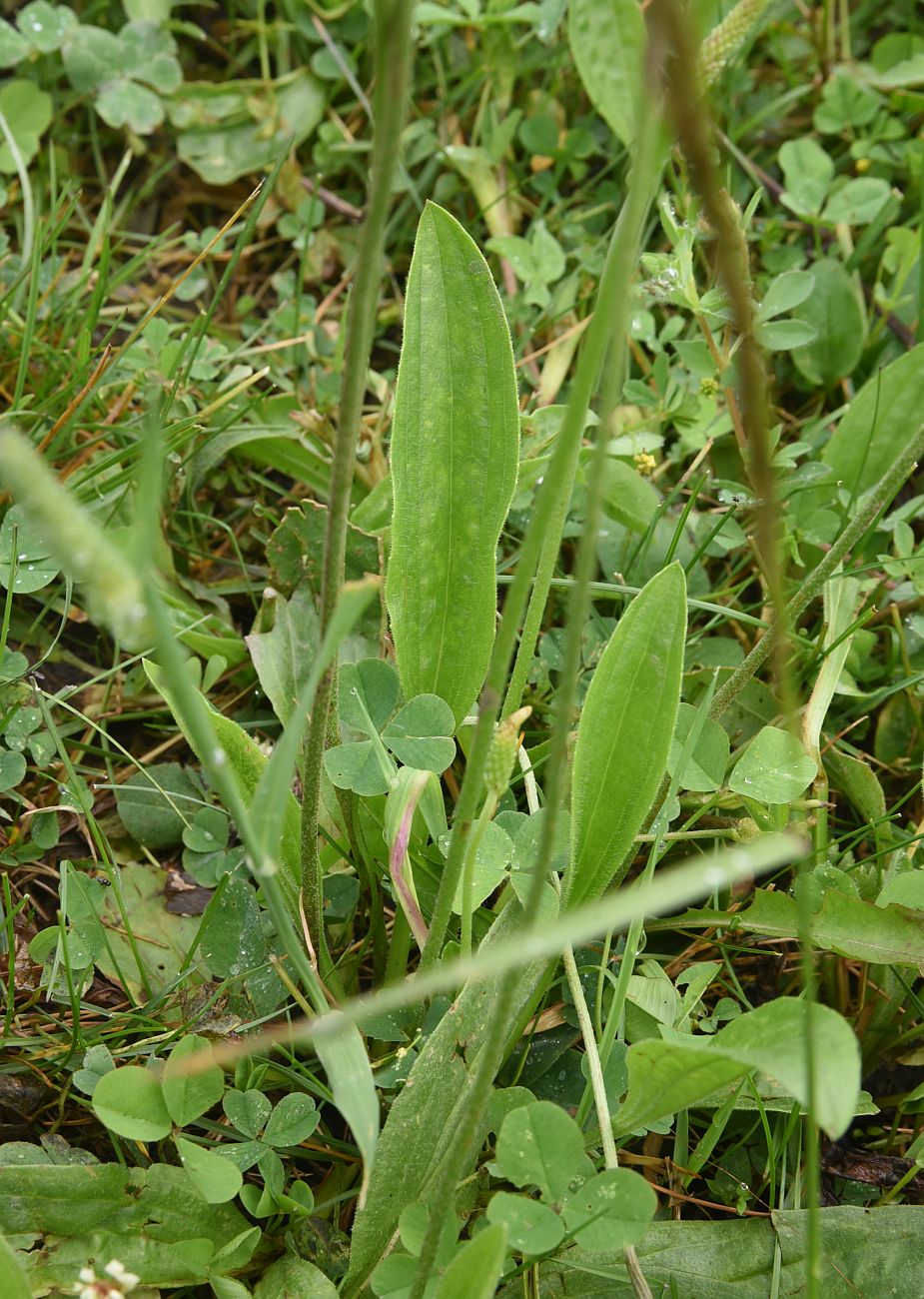 Image of Plantago urvillei specimen.