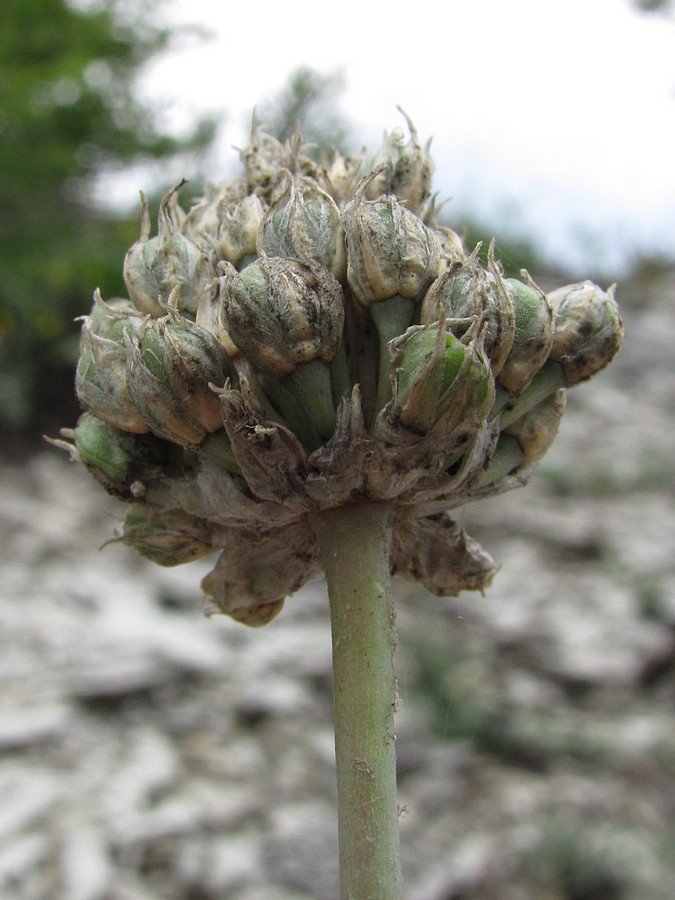 Image of Allium nathaliae var. tepekermensis specimen.