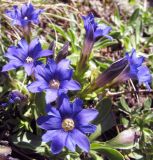 Gentiana dshimilensis