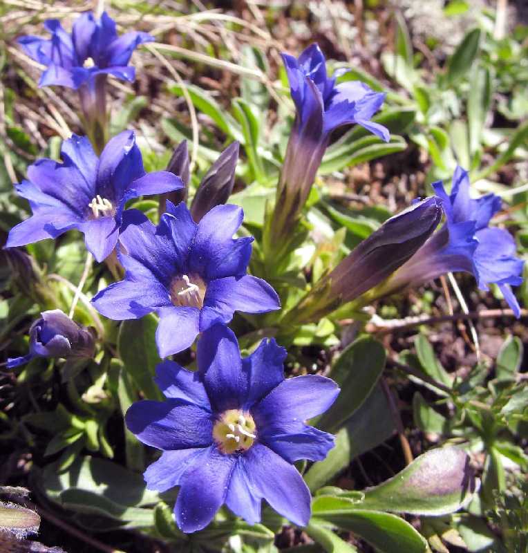 Изображение особи Gentiana dshimilensis.