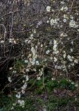 Chaenomeles × vilmoriniana. Ветви цветущего кустарника. Краснодарский край, Сочи, Адлерский р-н, парк \"Южные культуры\", в культуре. 09.03.2025.