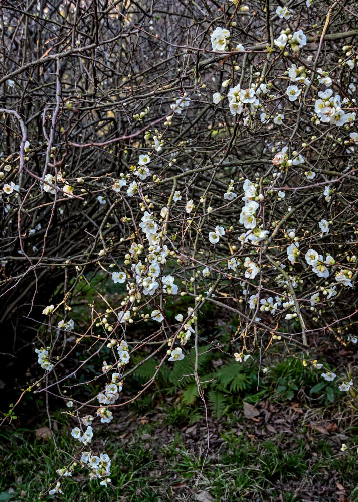 Image of Chaenomeles × vilmoriniana specimen.