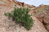 Zygophyllum gontscharovii. Плодоносящее растение. Таджикистан, Хатлонская обл., Кабодиёнский р-н, хр. Аруктау, окр. пер. Дандан-Чикан, пестроцветы. 15 апреля 2025 г.