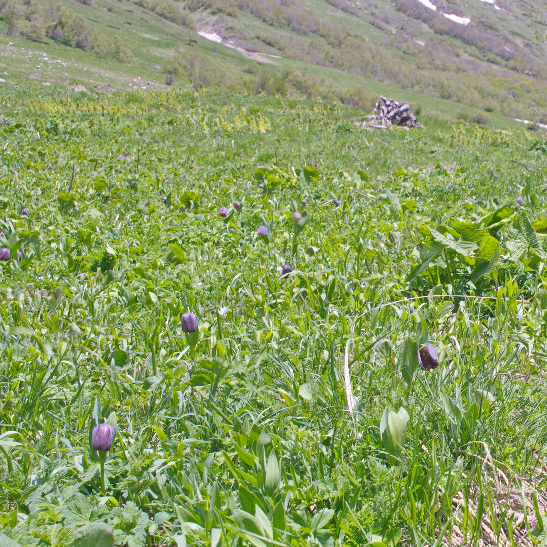 Изображение особи Fritillaria latifolia.