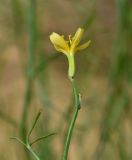 Chondrilla ambigua