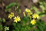 Lapsana communis