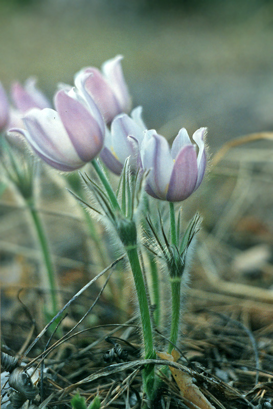 Изображение особи Pulsatilla patens.