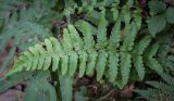 Polystichum setiferum