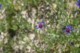 Centaurea depressa. Верхушки побегов с развивающимися и цветущим соцветиями. Турция, ил Ван, 4 км на ЮВ от дер. Айдынлар, луг на залеже. 21 мая 2025 г.