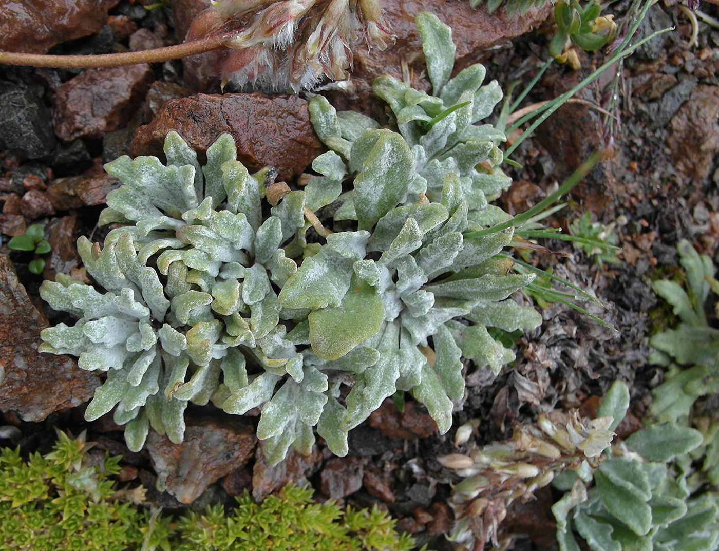 Изображение особи Saussurea gnaphalodes.