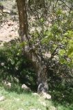 род Fraxinus. Нижняя часть ствола. Турция, ил Ван, окр. Кармраванк, горная степь. 22 мая 2025 г.