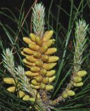 Image of taxon representative. Author is Тулкин Тиллаев