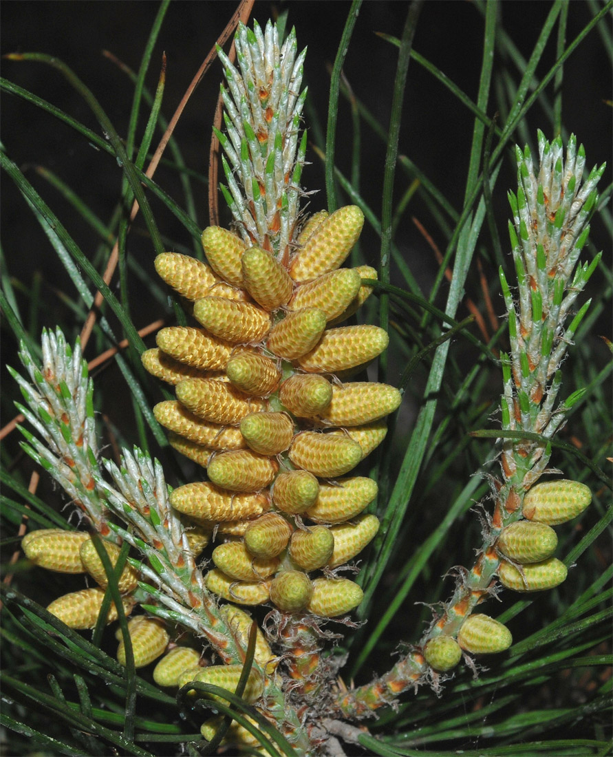 Image of Pinus pallasiana specimen.
