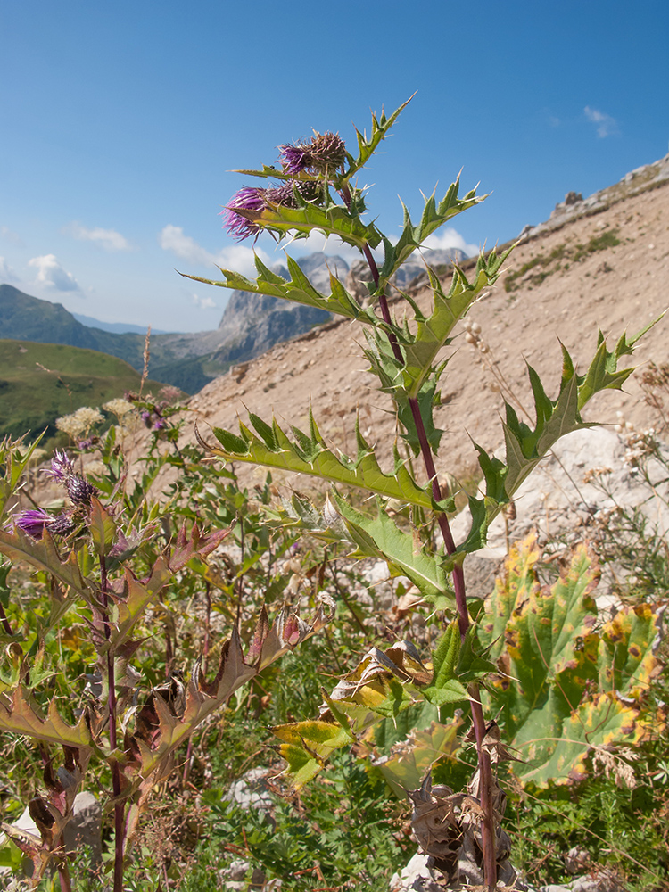Image of Cirsium gagnidzei specimen.