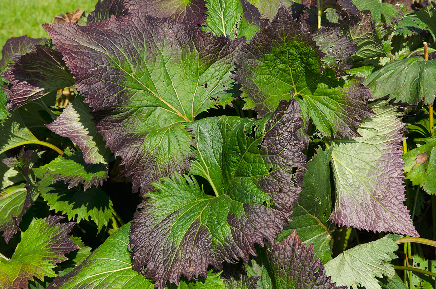 Изображение особи Ligularia stenocephala.