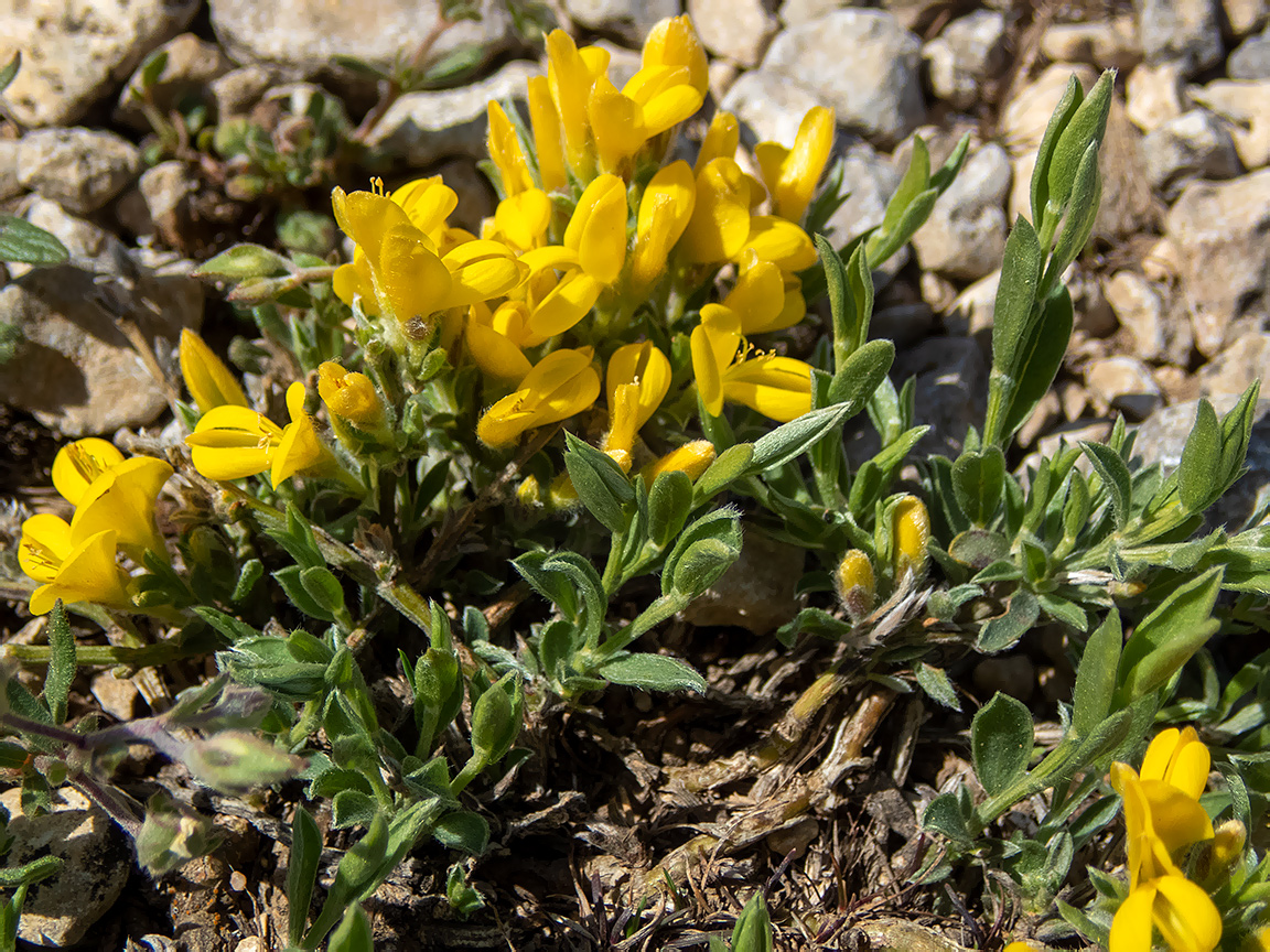 Image of Genista scythica specimen.