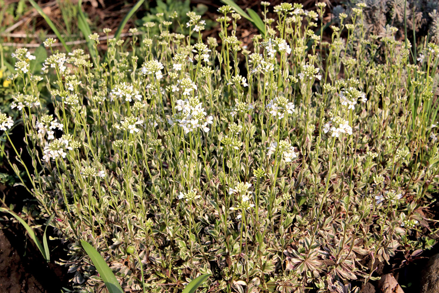 Изображение особи Arabis ferdinandi-coburgii.