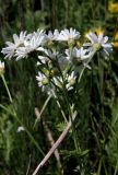 Pyrethrum corymbosum