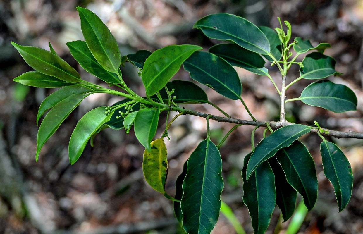 Image of genus Ilex specimen.