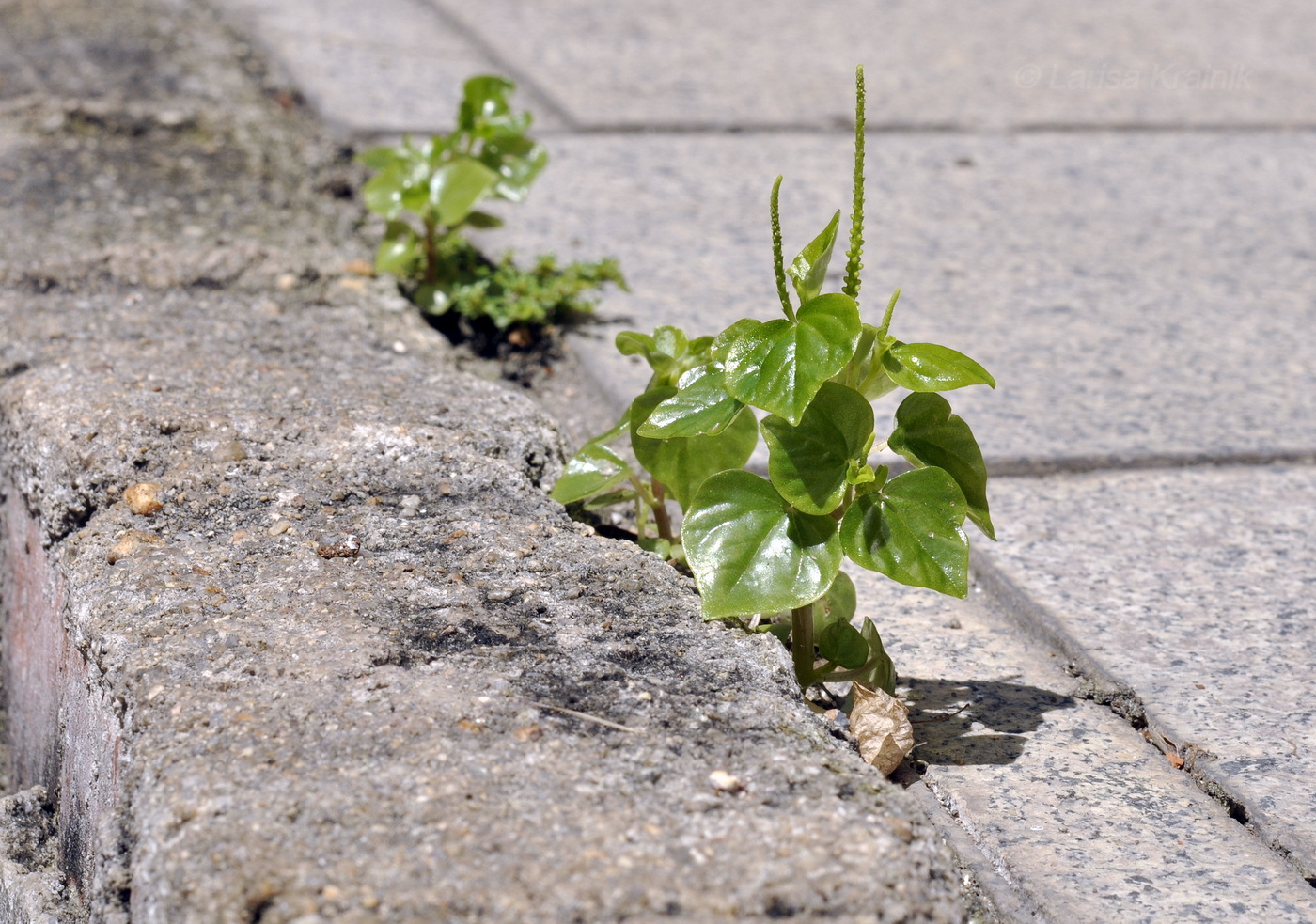 Image of Peperomia pellucida specimen.