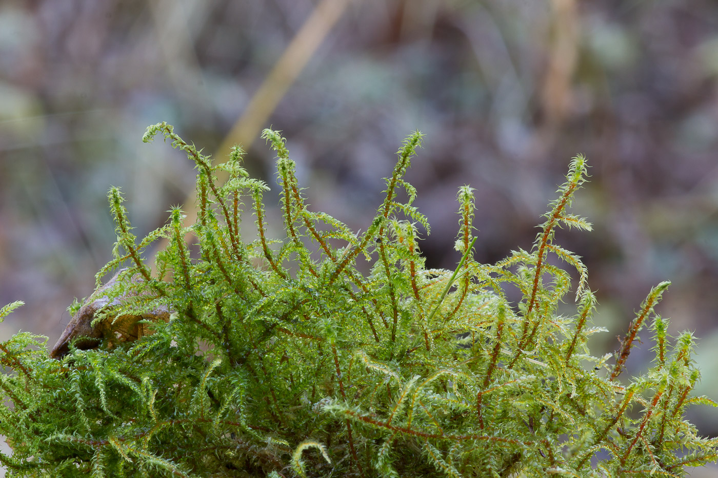 Image of Rhytidiadelphus subpinnatus specimen.