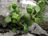 Theligonum cynocrambe